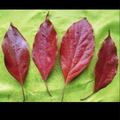 cherry-chaner