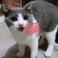 阿巴阿巴叭叭叭