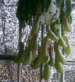 雪yi妹妹