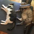 小短腿猫