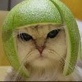 猪小媄