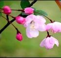 一抹飘飘