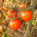 aijimei