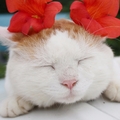熊猫女
