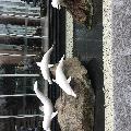 小丫的家2