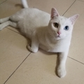 小棉花糖