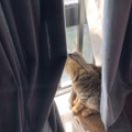 茶里有猫饼