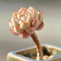 yanyhuang