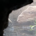 小少掌柜
