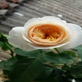 eleen618