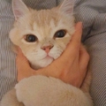 膨胀起来像球