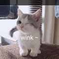 爱屋及乌cyk